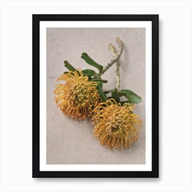 Yellow Pincushion Protea Art Print