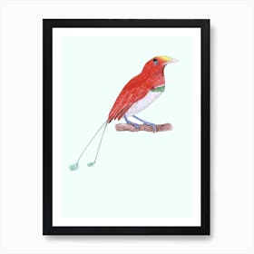 King Bird Of Paradise Red In White Art Print