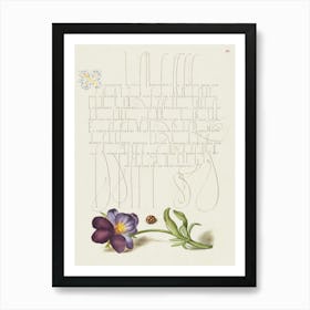 Ladybird And European Wild Pansy From Mira Calligraphiae Monumenta, Joris Hoefnagel Art Print