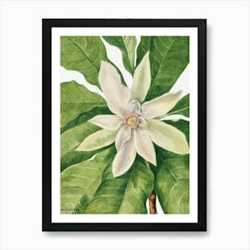 Vintage Botanical Mary Vaux Walcott _2732427 Art Print