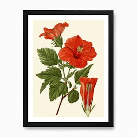 Hibiscus 49 Art Print