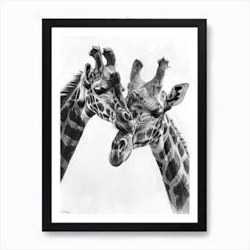 Two Giraffe Grooming Each Other Pencil Drawing Art Print