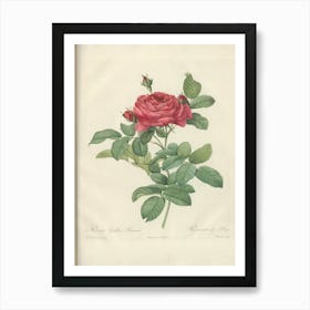 Rose Illustration, Pierre Joseph Redoute (12) Art Print