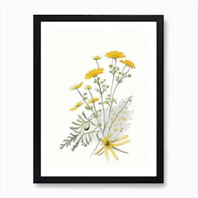 Feverfew Spices And Herbs Pencil Illustration 1 Art Print