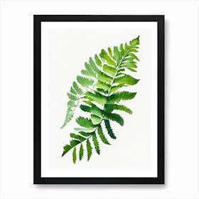 American Maidenhair Fern Watercolour Art Print