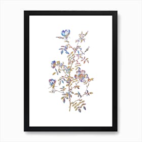 Stained Glass Hedge Rose Mosaic Botanical Illustration on White n.0053 Art Print