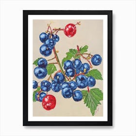 Redcurrant Vintage Sketch Fruit Art Print