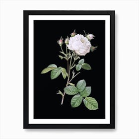 Vintage White Provence Rose Botanical Illustration on Solid Black n.0290 Art Print