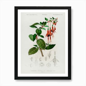 Hummingbird Fuchsia (Fuchsia Gracilis), Charles Dessalines D' Orbigny Art Print