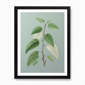 Vintage Balsam Poplar Leaves Botanical Art on Mint Green n.0101 Art Print