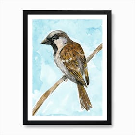 House sparrow colored ink drawing Art Print