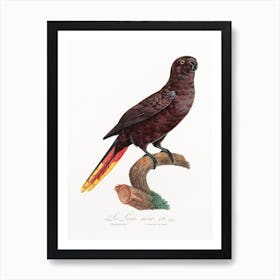 The Black Lory From Natural History Of Parrots, Francois Levaillant Art Print