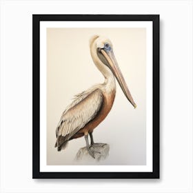 Vintage Bird Drawing Brown Pelican 2 Art Print