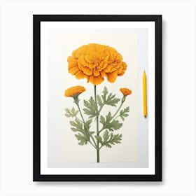 Marigolds Flower Vintage Botanical 3 Art Print