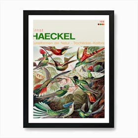 Hummingbirds Vintage Ernst Haeckel Bird Jungle Art Print