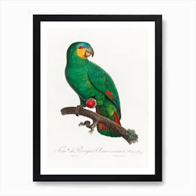 The Orange Winged Amazon From Natural History Of Parrots, Francois Levaillant 1 Art Print