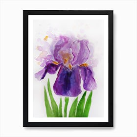 Purple Iris Watercolor Painting Art Print