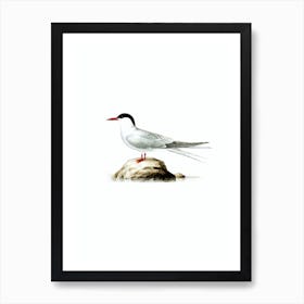 Vintage Arctic Tern Bird Illustration on Pure White n.0113 Art Print