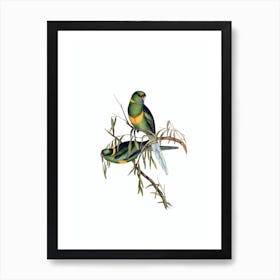Vintage Black Tailed Parakeet Bird Illustration on Pure White Art Print
