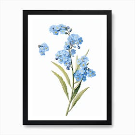 Forget Me Nots Flower Vintage Botanical 2 Art Print