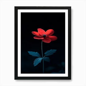 Red Anemone Flower Art Print