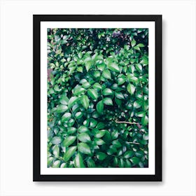 Green Leaves On A Bush Art Print