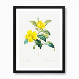 Golden Guinea Vine, Pierre Joseph Redoute Art Print