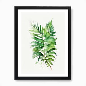 Huperzia Fern Watercolour Póster