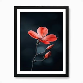 Red Flower On Dark Background Art Print