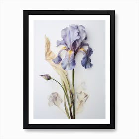 Pressed Flower Botanical Art Iris 1 Art Print