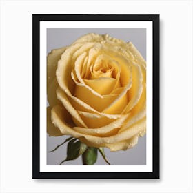 Yellow Rose Art Print