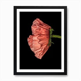 Poppy Pink 04 Art Print