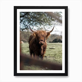 Highland Cow In Scotland Art Print