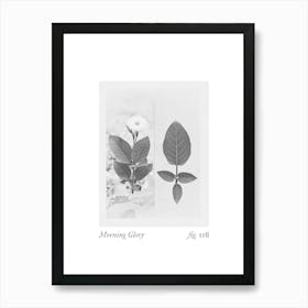 Morning Glory Botanical Collage 4 Art Print