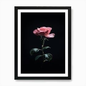 Pink Rose On Black Background 25 Art Print