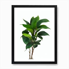 Chinese Evergreen (Aglaonema Commutatum) Watercolor Art Print
