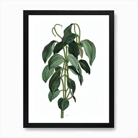 Rosary Vine (Ceropegia Woodii) Watercolor Art Print