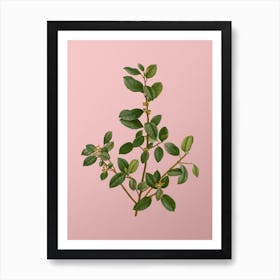 Vintage Italian Buckthorn Botanical on Soft Pink n.0610 Art Print