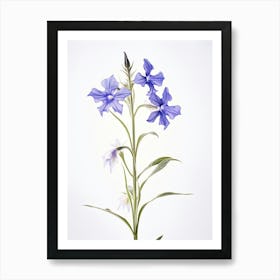 Pressed Wildflower Botanical Art Great Lobelia Art Print