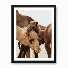 Mom and Baby 3 - Al Wathba Abu Dhabi UAE camel photo print - moody animal photography Art Print Art Print