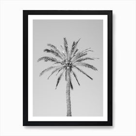 Palm Tree In Black And White Art Print