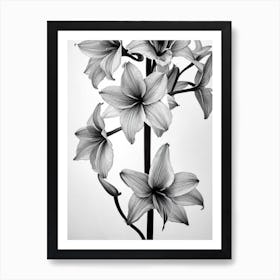 Amaryllis B&W Pencil 2 Flower Art Print