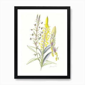 Lysimachia Floral Quentin Blake Inspired Illustration 2 Flower Art Print