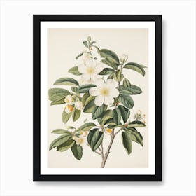 Alexander Marshal Inspired Botanical Garden White Flower Print Art Print