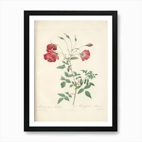 Rose Illustration, Pierre Joseph Redoute (10) Art Print