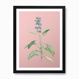 Vintage Sage Plant Botanical on Soft Pink n.0404 Art Print