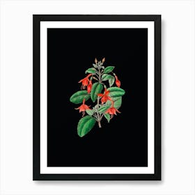 Vintage Standish's Fuchsia Flower Branch Botanical Illustration on Solid Black n.0736 Art Print