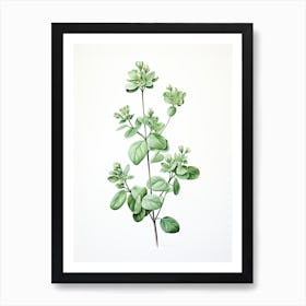 Marjoram Vintage Botanical Herbs 0 Art Print