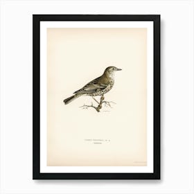 Turdus Viscivorus, The Von Wright Brothers Art Print