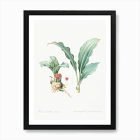 Paintbrush Lily, Pierre Joseph Redoute Art Print